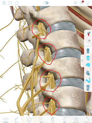椎間孔と神経 