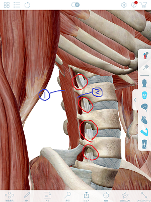 椎間孔と筋肉 