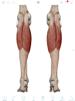 下肢筋肉2.png