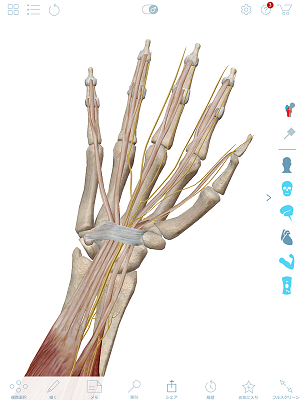 正中神経と腕の筋肉