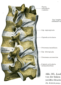 腰椎の靭帯